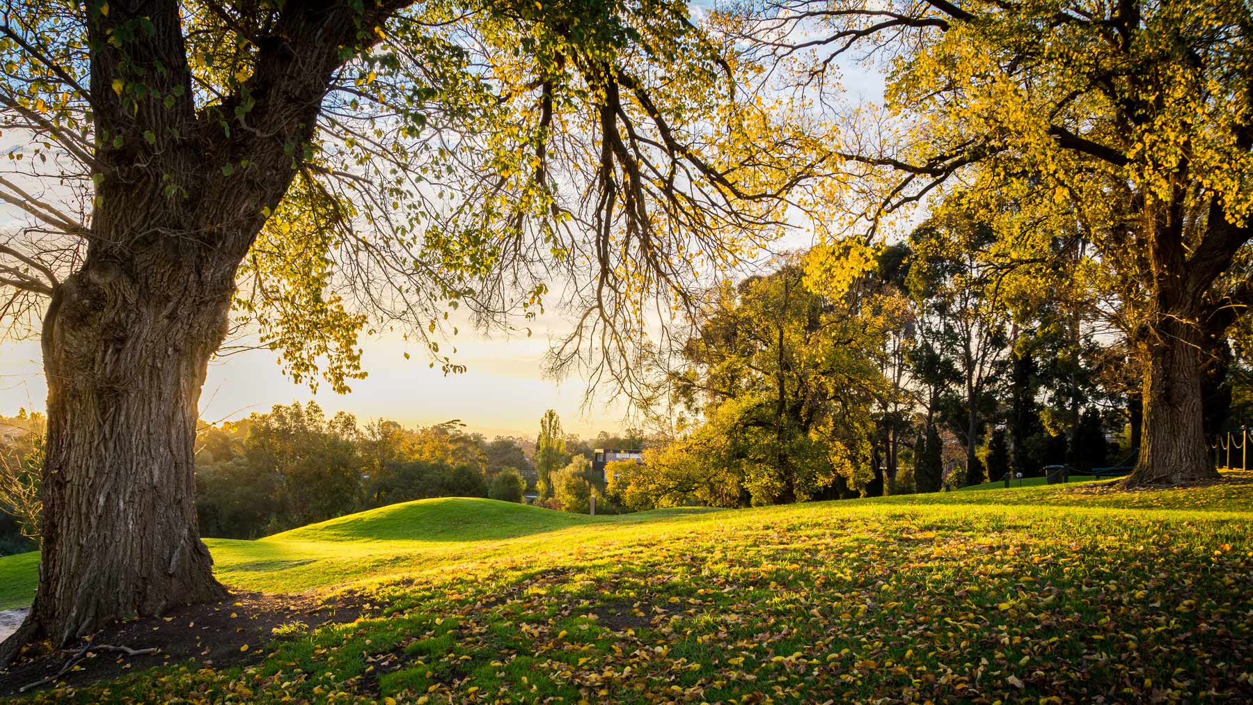 Why golf courses remove trees (and why you might want to do so in your own yard)