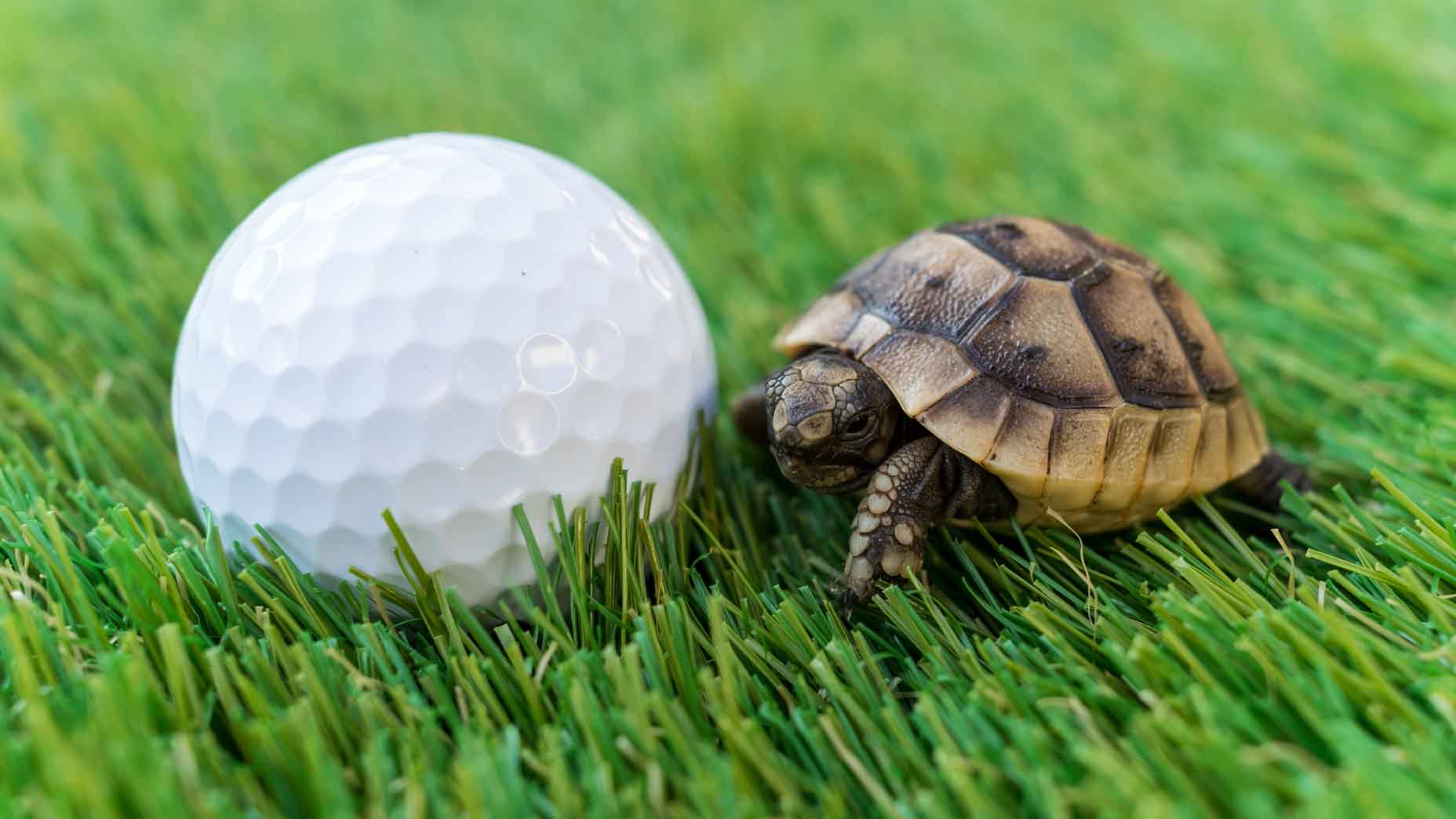 Rules Guy: How do you handle a *living* obstruction?