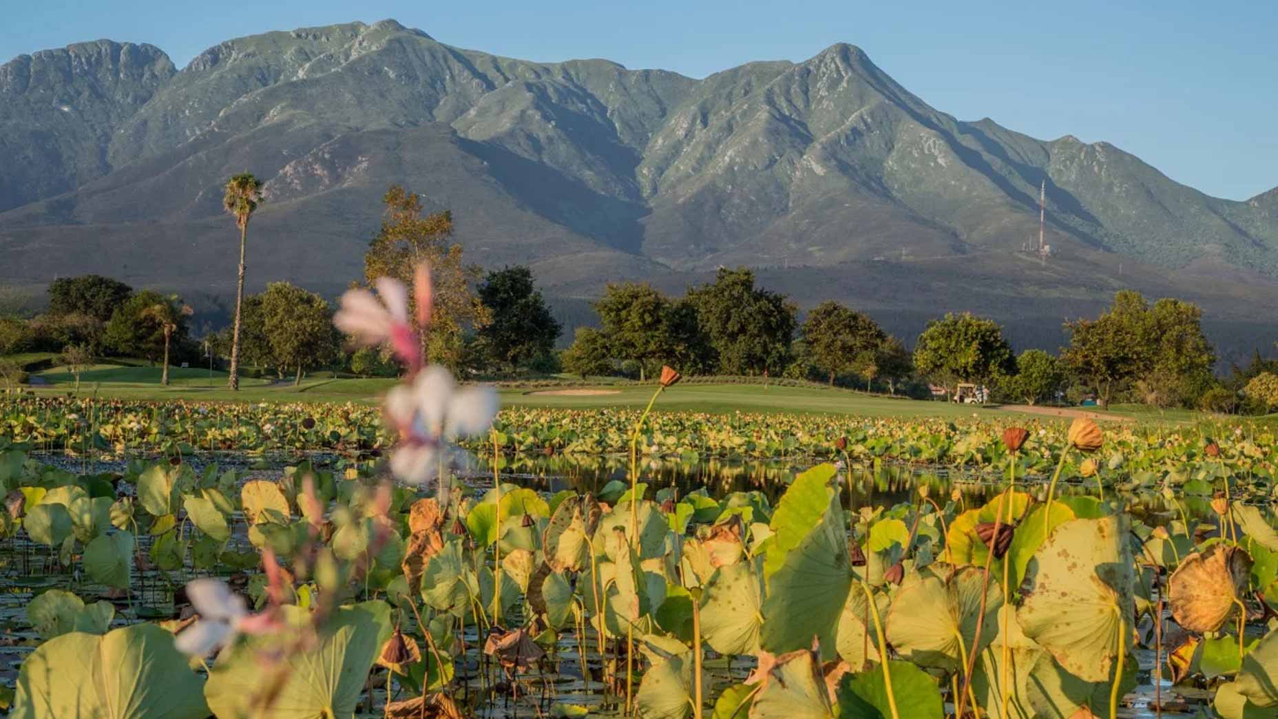 A lotus pond with green leaves and some flowers in the foreground, reminiscent of the tranquil scenery found at top Golf Resorts like Fancourt, with trees in the middle ground and tall mountains in the background under a clear blue sky&mdash;a landscape worthy of a spot among the Top 100 picturesque views.